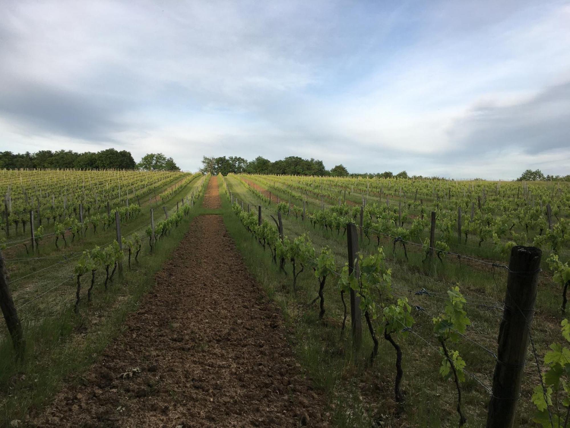 Chateau Masburel Fougueyrolles Eksteriør billede